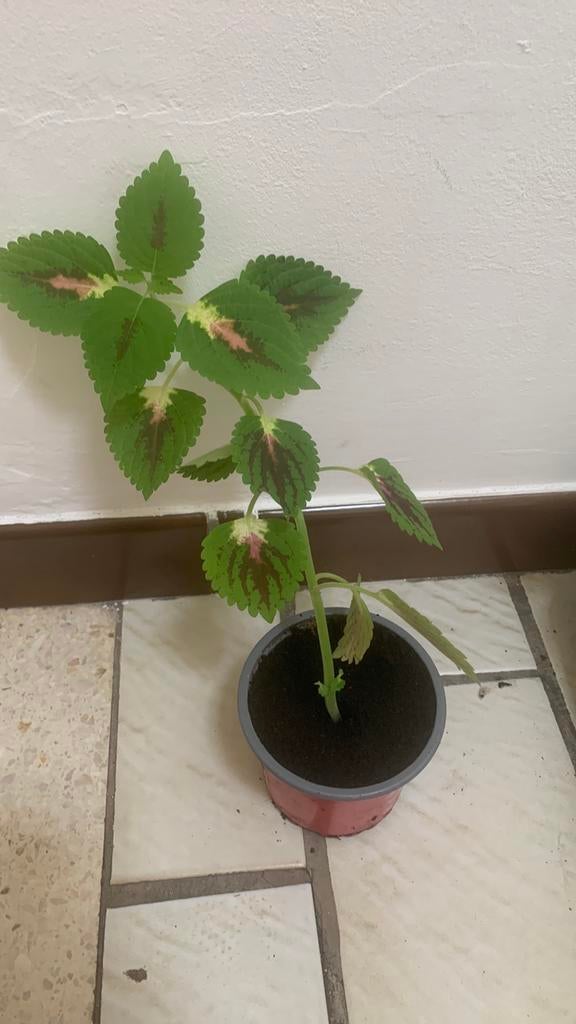 Coleus, Enlèvement