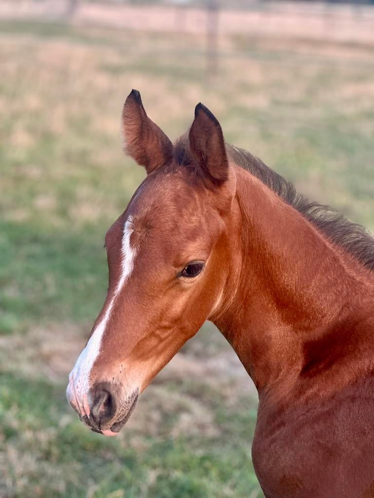 Mosito vh Hellehof hengst, Dieren en Toebehoren, Hengst, Springpaard, Met stamboom, 0 tot 2 jaar