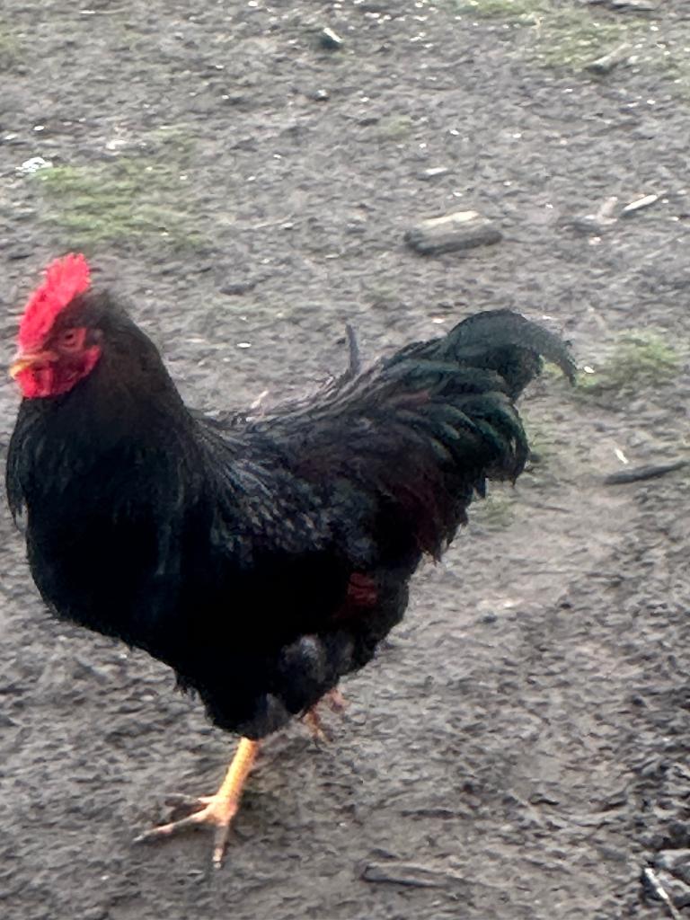 Barnevelder haan te ruil, Dieren en Toebehoren, Pluimvee, Kip, Mannelijk