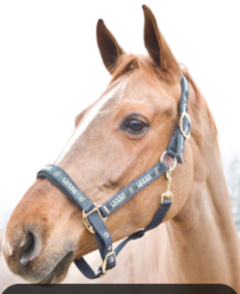 kopstuk paarden Horze Hamptons Halter, Dieren en Toebehoren, Ophalen, Nieuw
