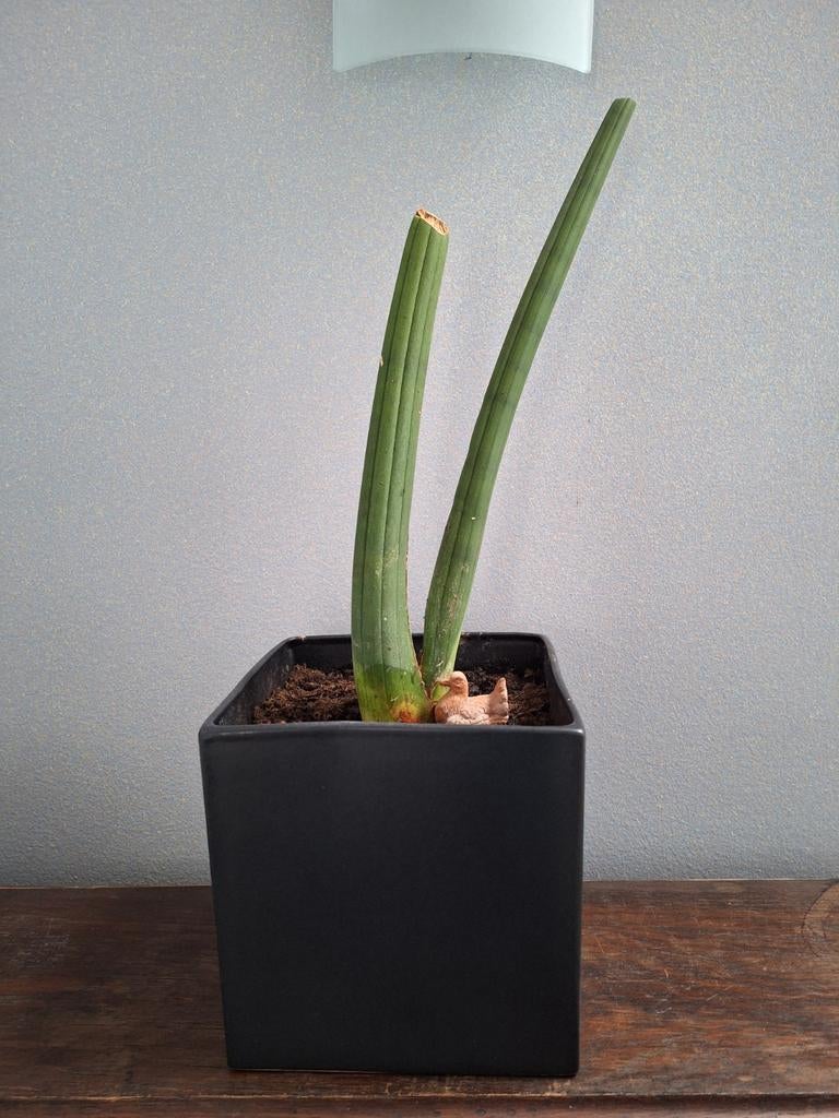 Kamerplant Aloë Vera in zwarte design bloempot, Ophalen