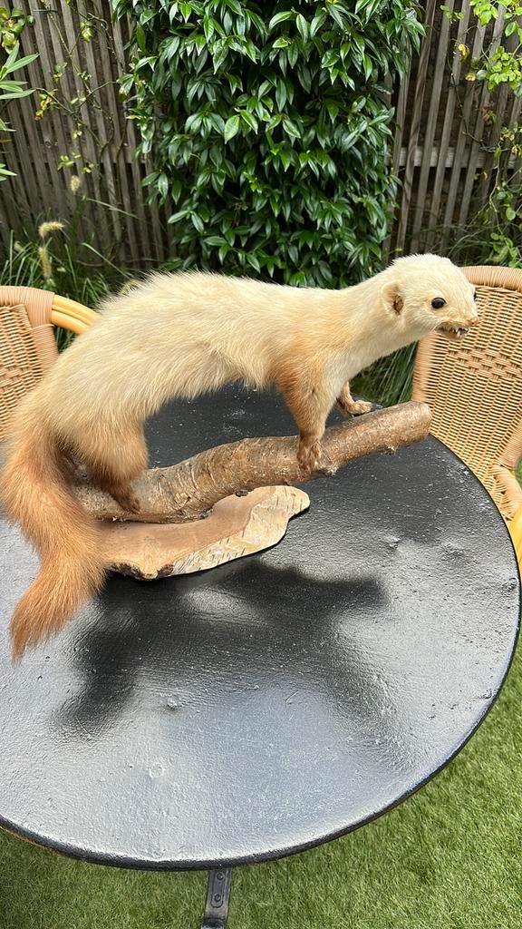 Taxidermie hermelijn opgezette dieren, Verzamelen, Dierenverzamelingen, Ophalen of Verzenden, Zo goed als nieuw