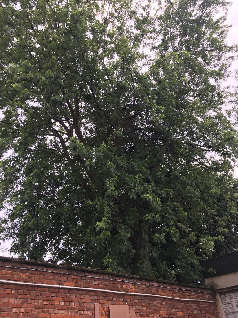 Arbre à bois, Enlèvement