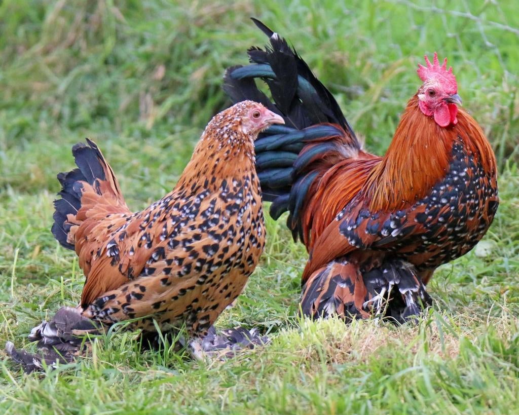 Sabelpootkrielen kippen jonge hennen beschikbaar, Dieren en Toebehoren, Pluimvee, Vrouwelijk, Kip