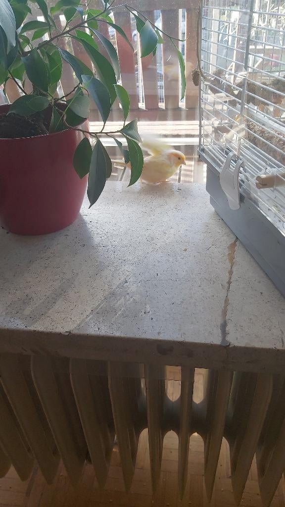 JE RECHERCHE SUR BRUXELLES: 1canari gloster mâle  né en 2025, Dieren en Toebehoren, Mannelijk, Kleurkanarie