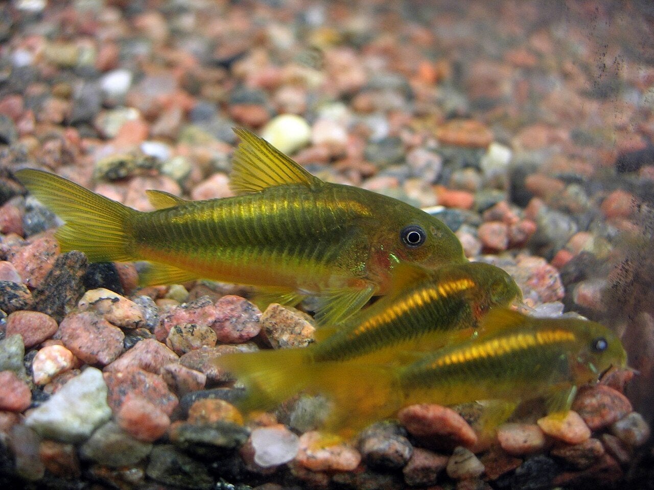 corydoras CW010 gold laser
jongvolwassenen vissen

minimale