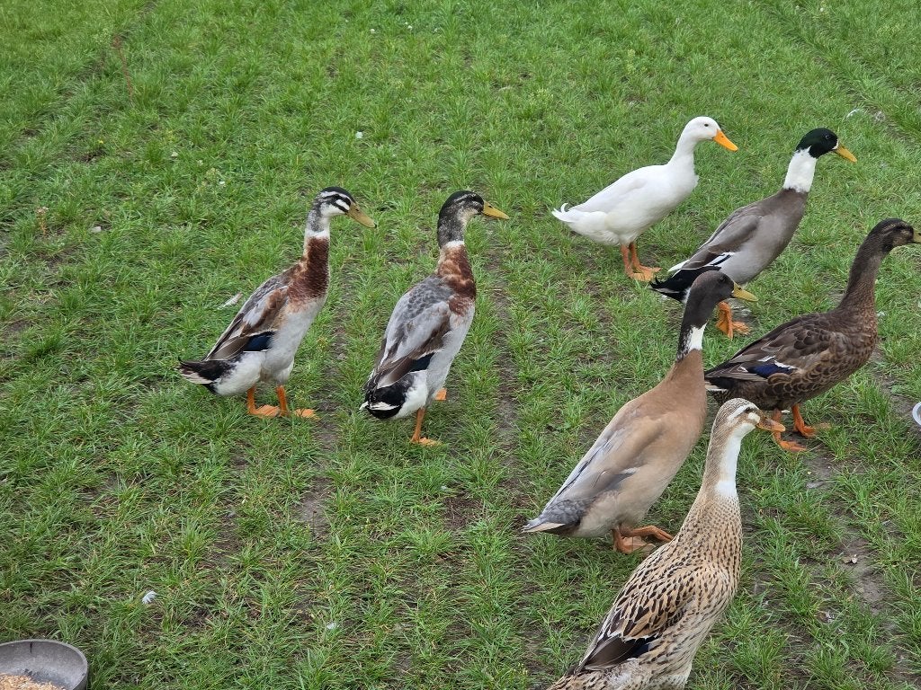 Loopeenden, Dieren en Toebehoren, Pluimvee, Mannelijk, Eend
