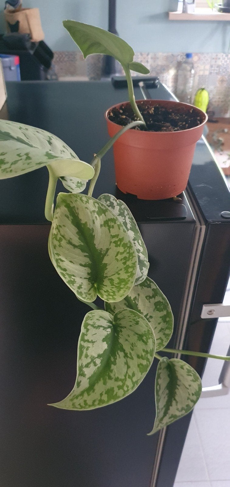 Scindapsus Pictus, hangplant met groot blad, mooie tekening, Ophalen