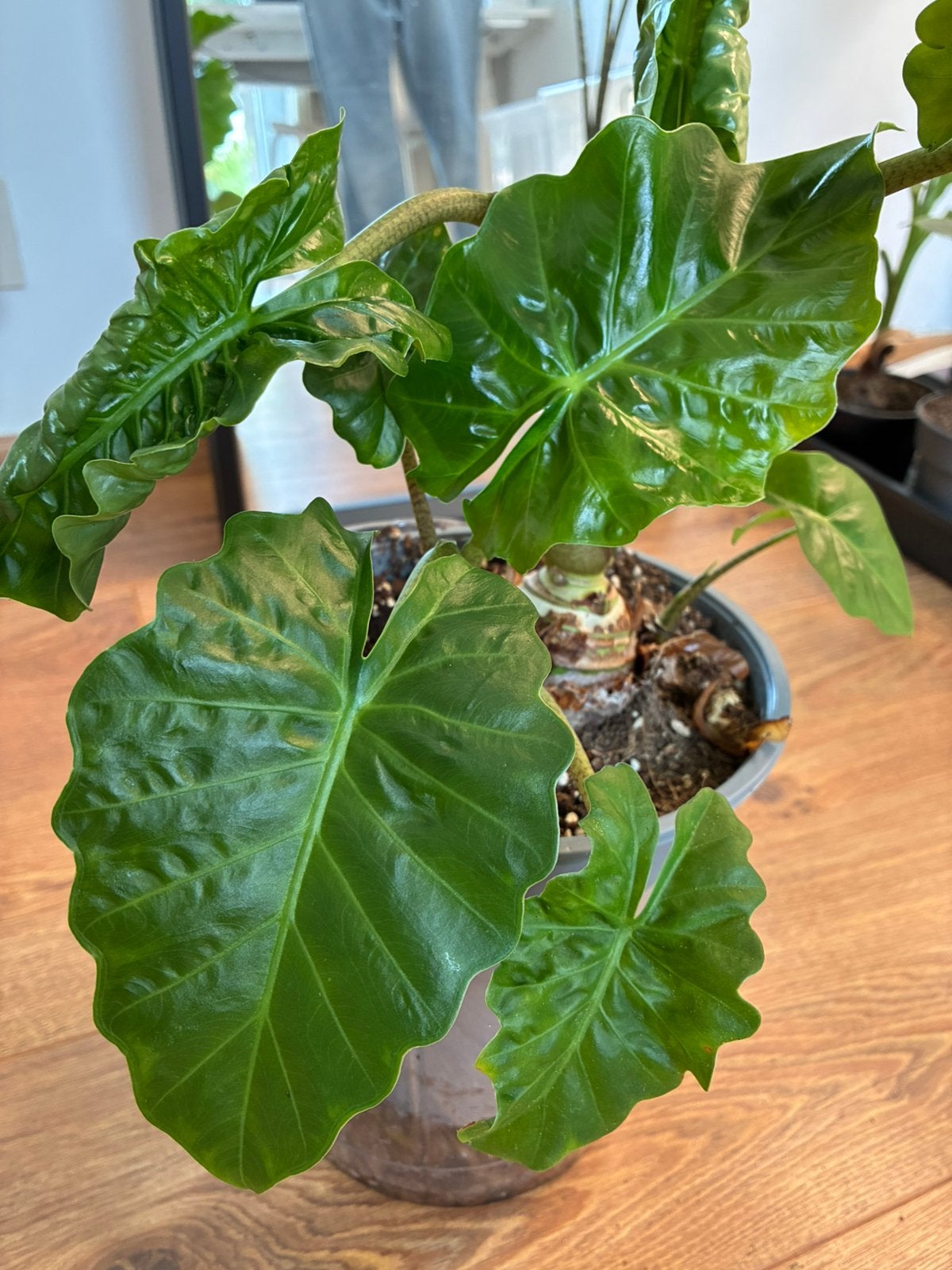 Alocasia Low Rider, Overige soorten, In pot, Minder dan 100 cm, Groene kamerplant