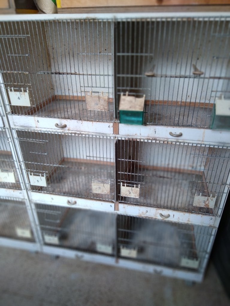 kanarie, Dieren en Toebehoren, Kleurkanarie
