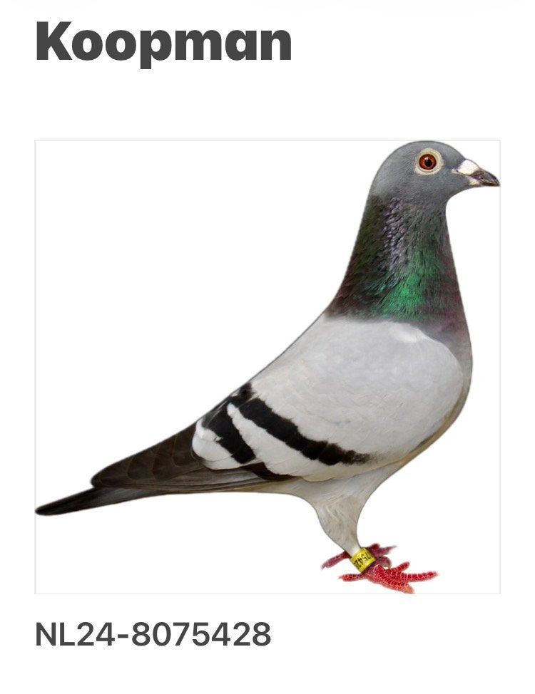 Koopman  2024, Animaux & Accessoires, Femelle, Pigeon voyageur