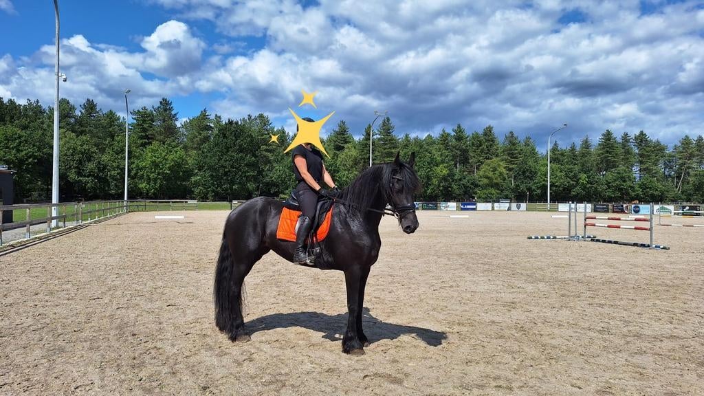 Knappe friese merrie, Dieren en Toebehoren, Paarden, Merrie, B, 160 tot 165 cm, 7 tot 10 jaar, Recreatiepaard, Met stamboom, Gechipt