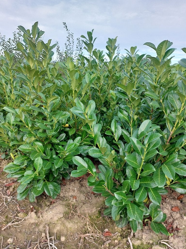 Prunus laurocerasus Rotundifolia, Jardin & Terrasse, Enlèvement