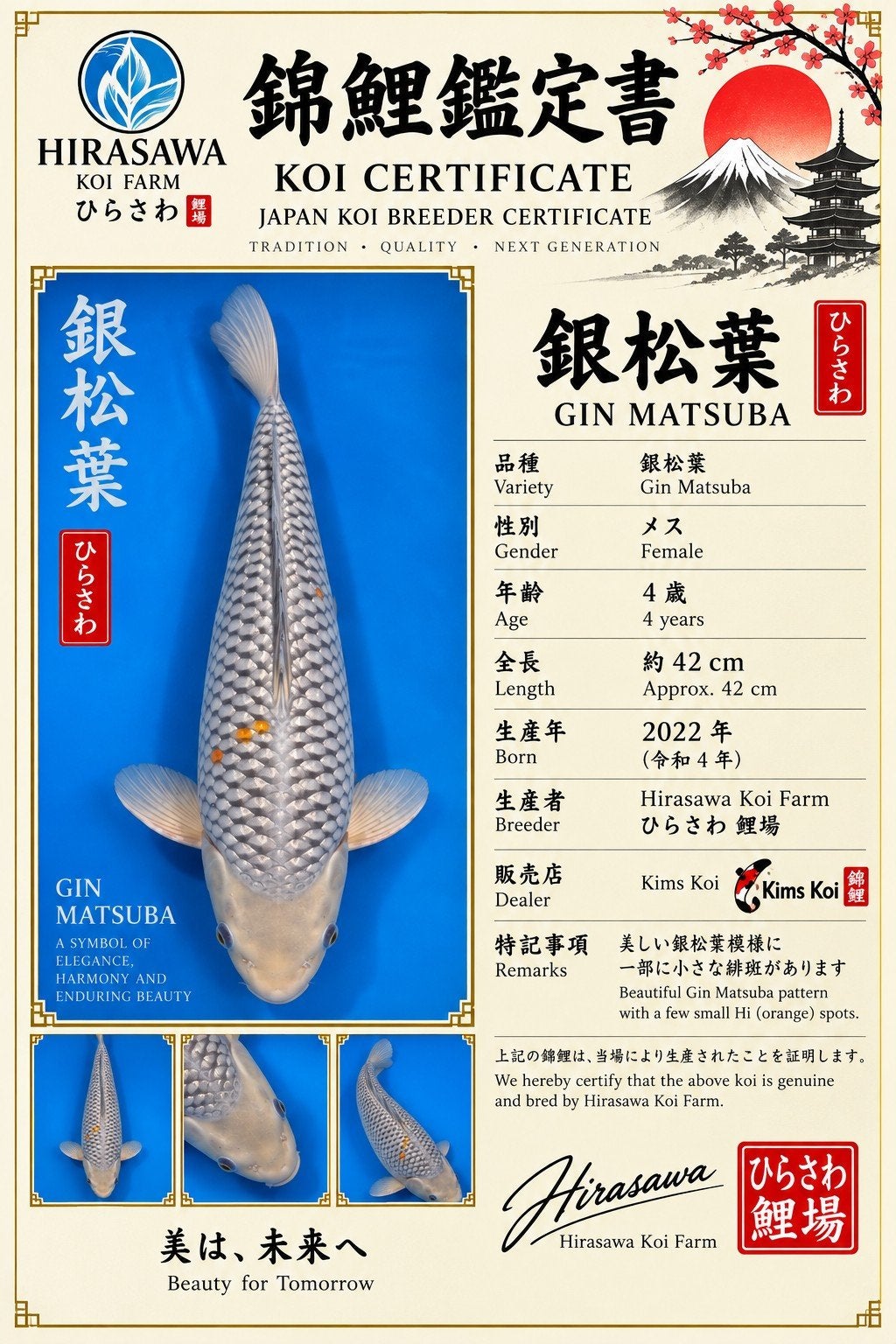 Gin matsuba koi, Dieren en Toebehoren, Karper of Koi