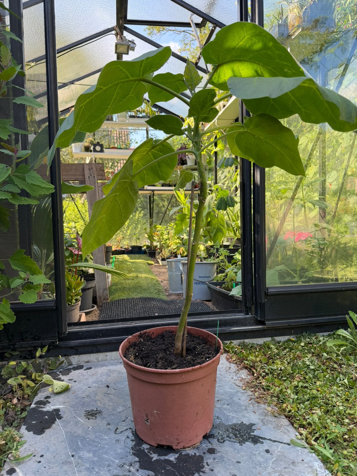 Boomtomaat/ tamarillo, Ophalen, Winter