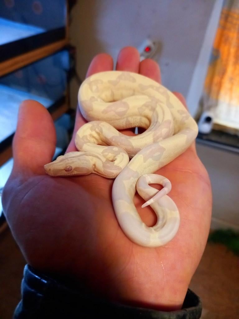 0.1 Boa IMG Moonglow met terrarium, Dieren en Toebehoren, Slang, Met terrarium, 0 tot 2 jaar