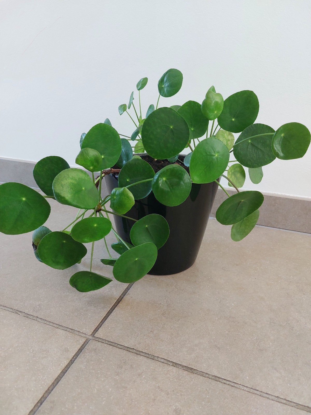 grote bloempot met plant, Ophalen