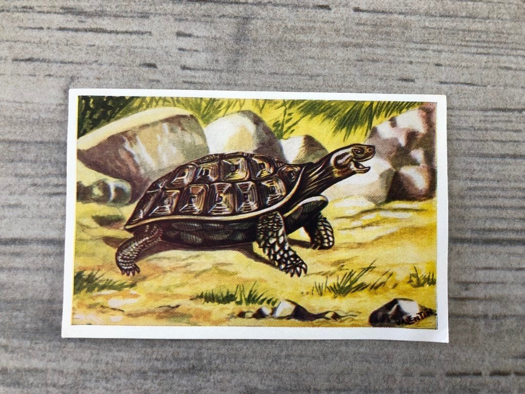 Photo chromo : Faune africaine n 97 : tortues terrestres, Enlèvement ou Envoi, Image