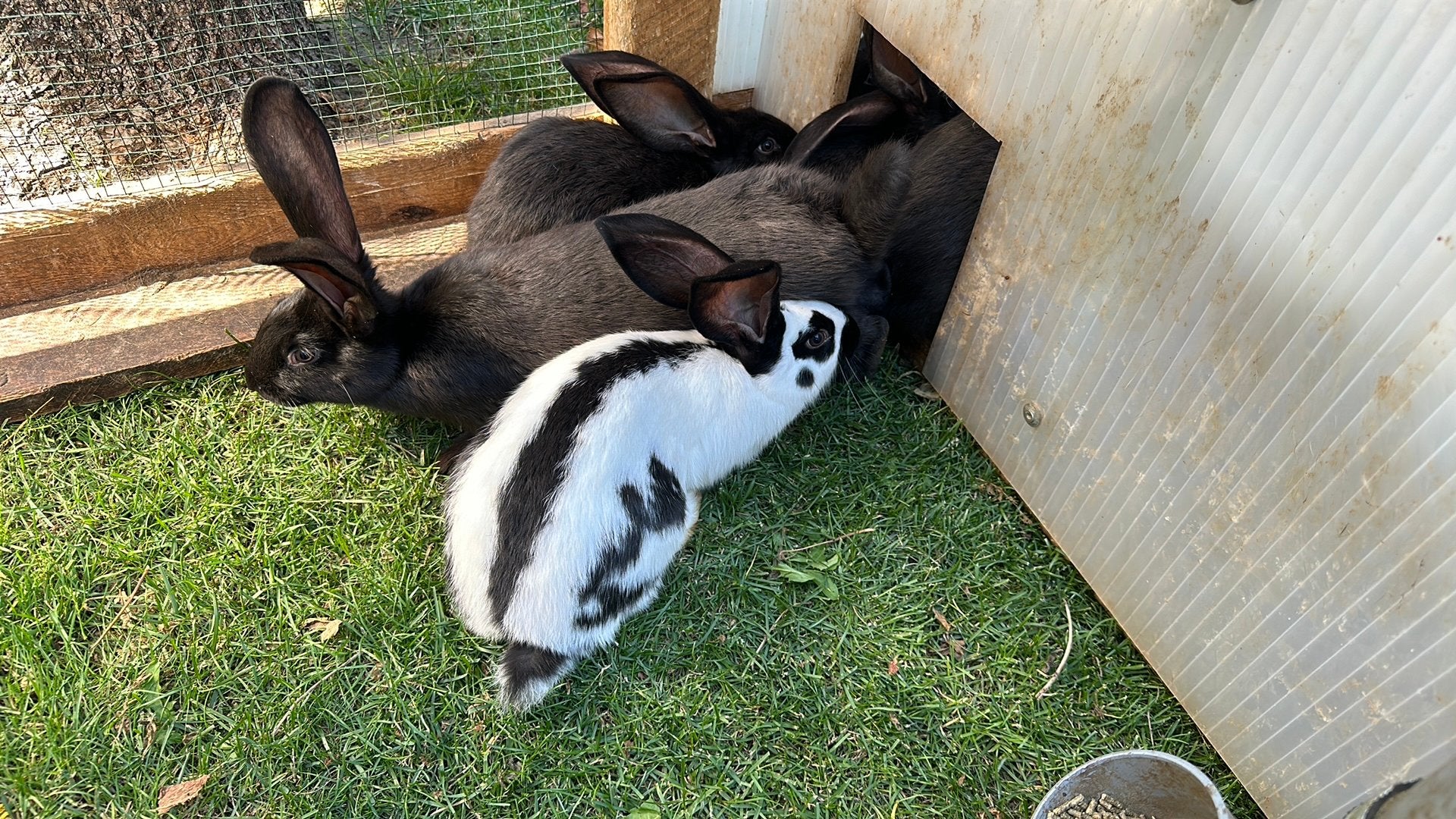 Reuzevlinder / lotharinger uit een sterk ras., Plusieurs animaux, Grand, 0 à 2 ans