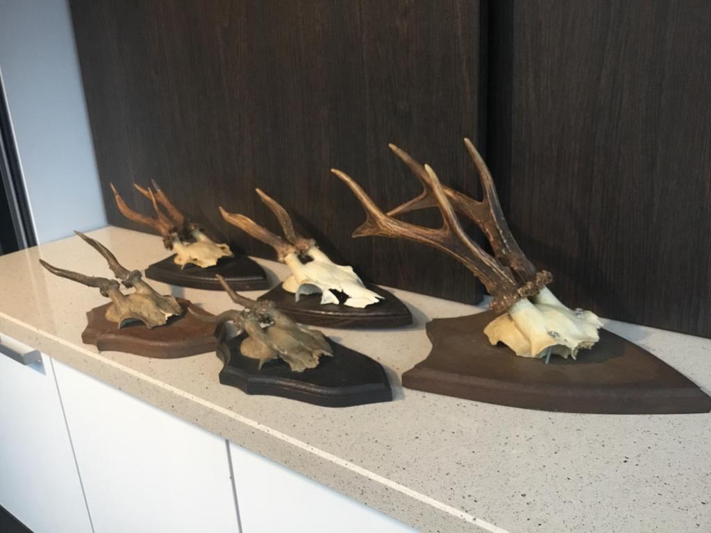 Ree geweien 5 stuks, Ophalen, Zo goed als nieuw