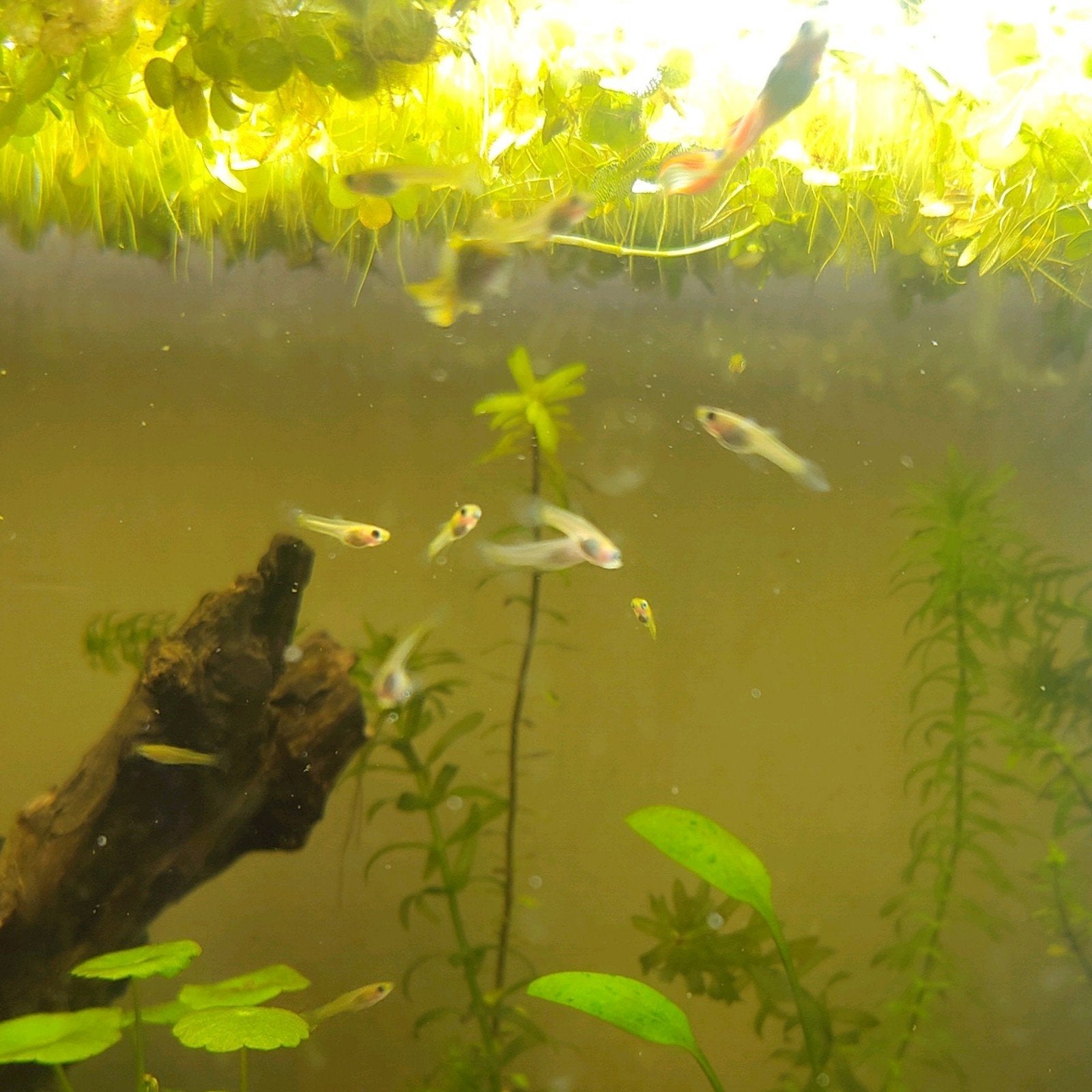 Baby guppen, Dieren en Toebehoren, Vis, Zoetwatervis, Schoolvis