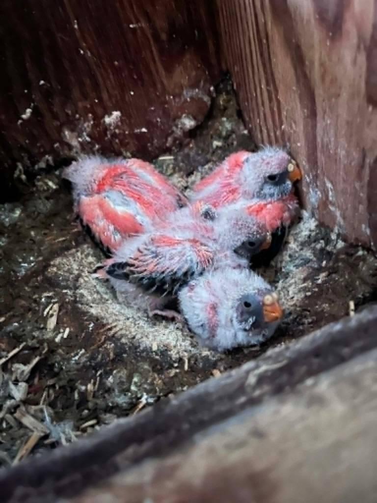 Bourkens parkieten rose jongen, Parkiet, Geringd