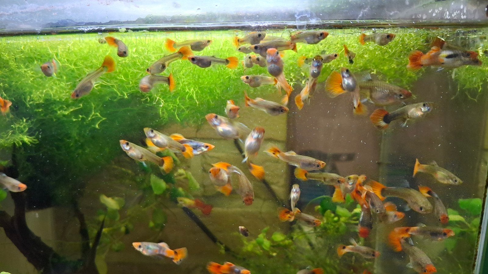 guppy's te koop.10 voor 12€.