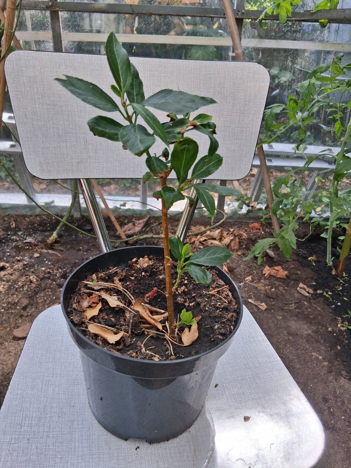 mahonie  in p9 potje voorjaarsbloemen, Tuin en Terras, Ophalen