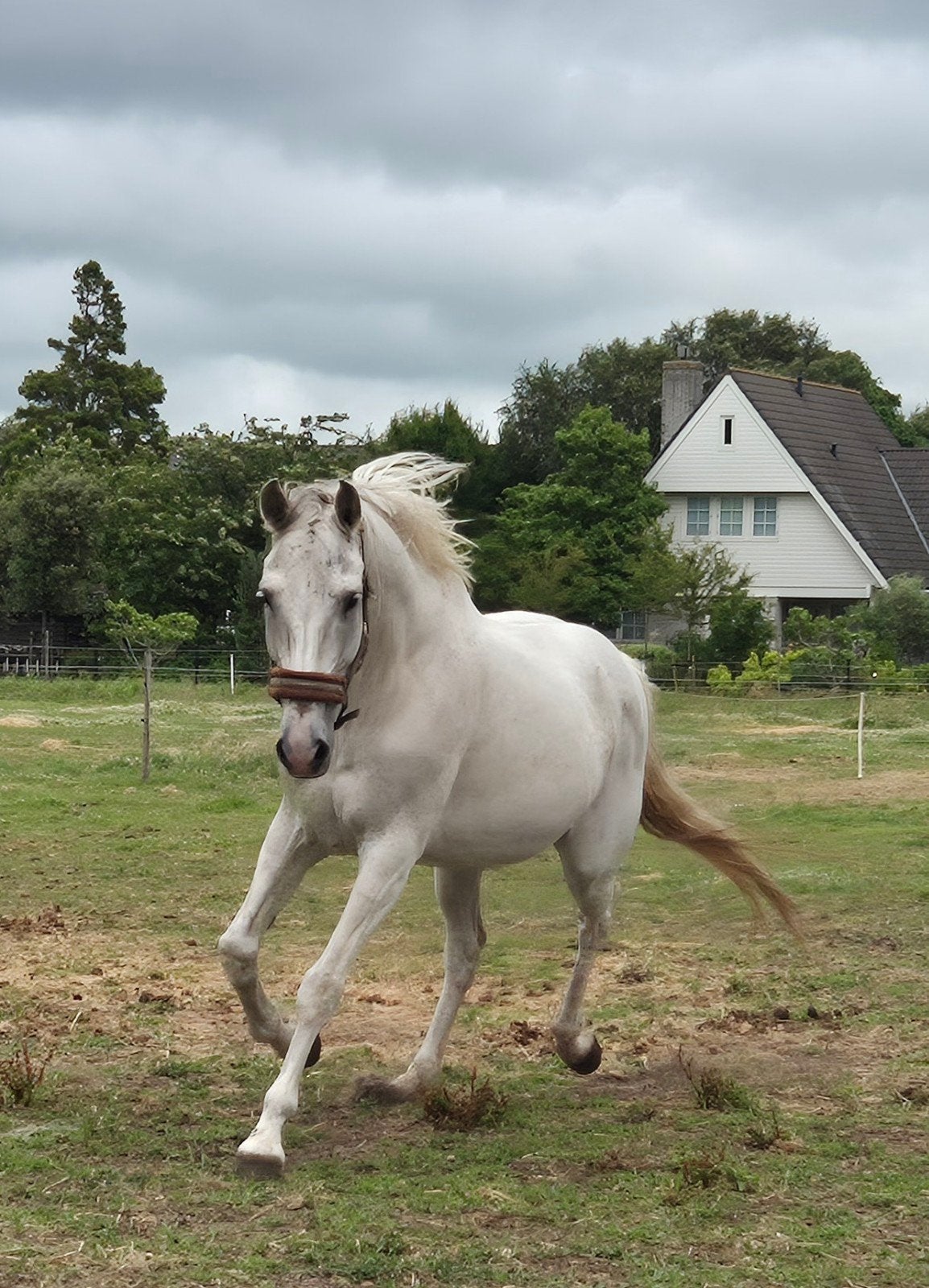 Lieve 14 jarige spaanse ruin., Ruin, 11 jaar of ouder, Recreatiepony, Gechipt