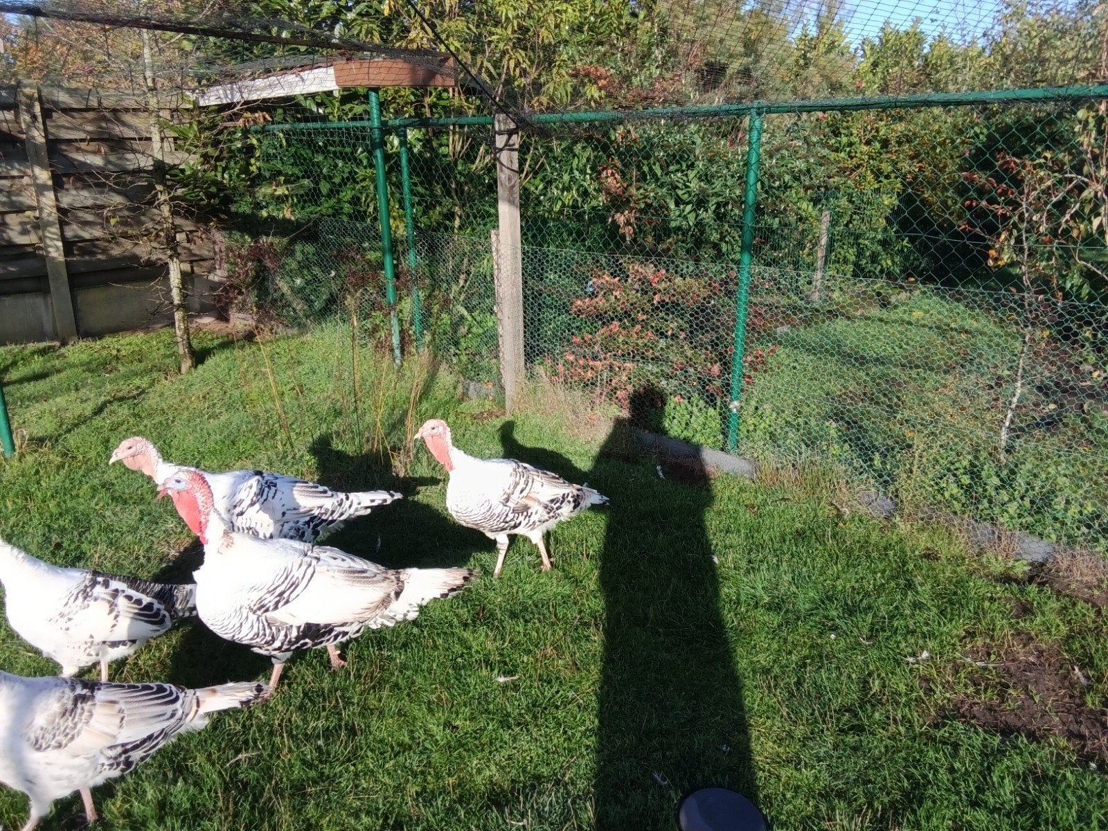 kalkoen ronquiere hermelijnen, Animaux & Accessoires, Dinde