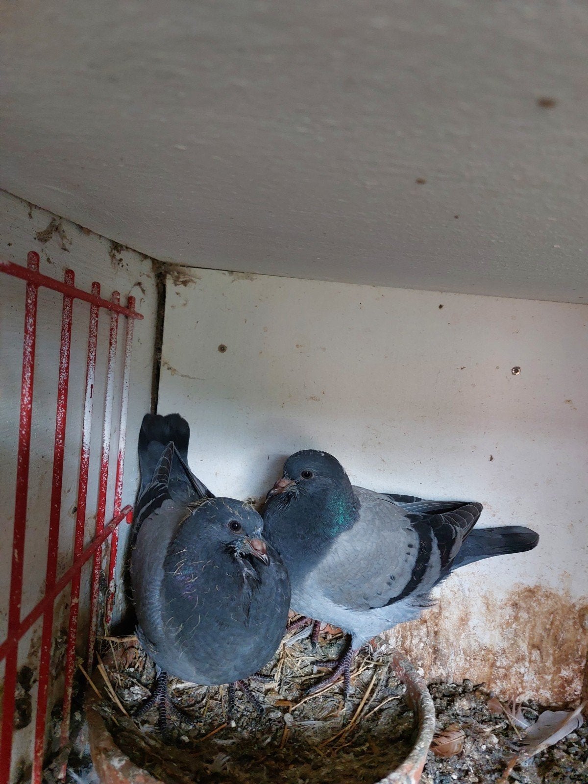 sierduiven takla, Plusieurs animaux, Pigeon culbutant ou Roller