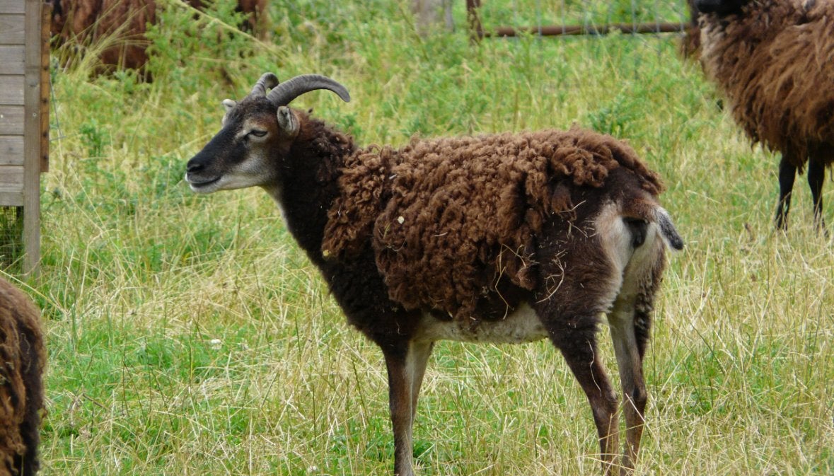 Soay schapen - ooien, Mouton