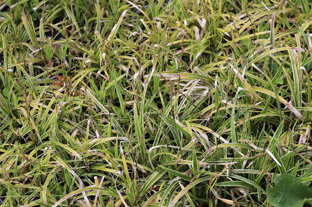 Carex morrowii, Jardin & Terrasse, Plantes | Jardin, Enlèvement, Plante fixe, Couvre-sol