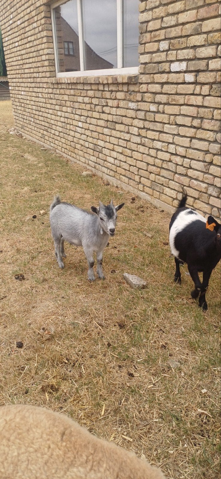 blauwschimmel dwerggeit, Dieren en Toebehoren, Schapen, Geiten en Varkens, Mannelijk, Geit