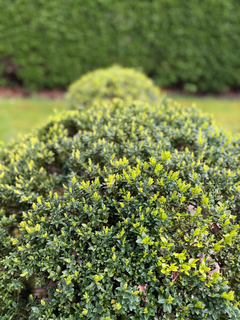 BUXUS IN POT, Ophalen, Buxus