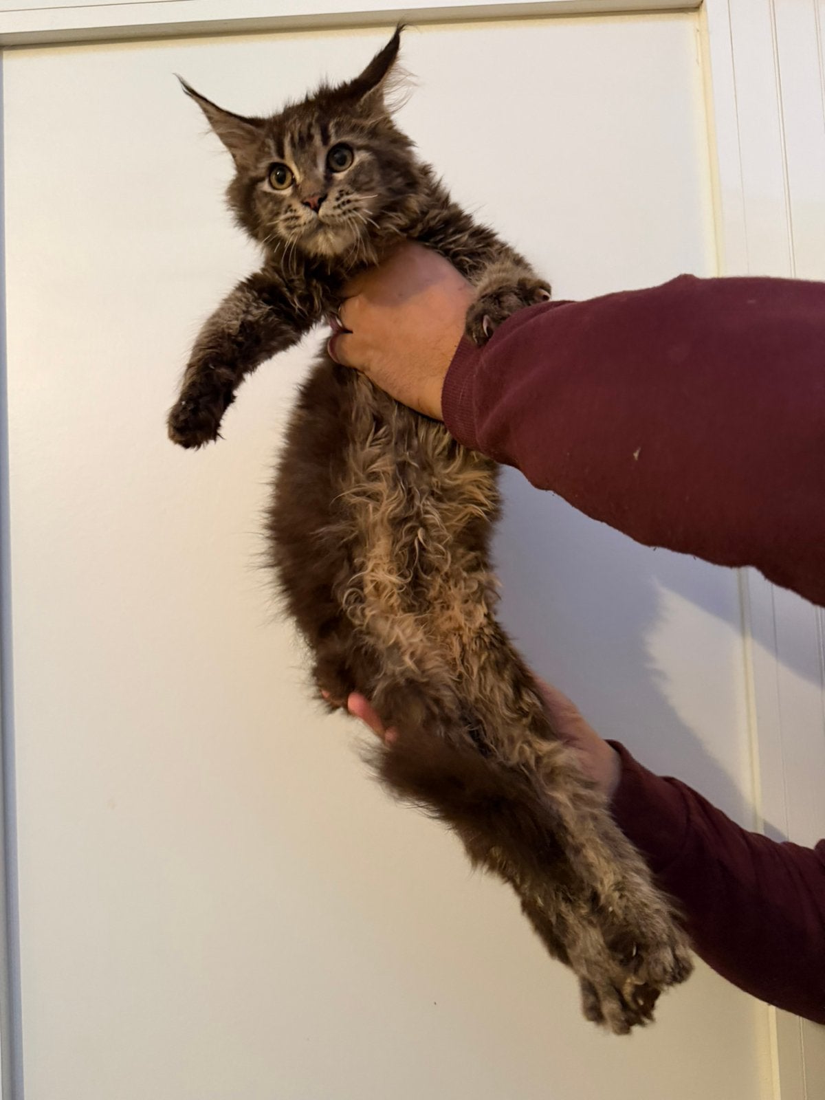 Maine Coon kitens, Meerdere dieren, Met stamboom, 0 tot 2 jaar