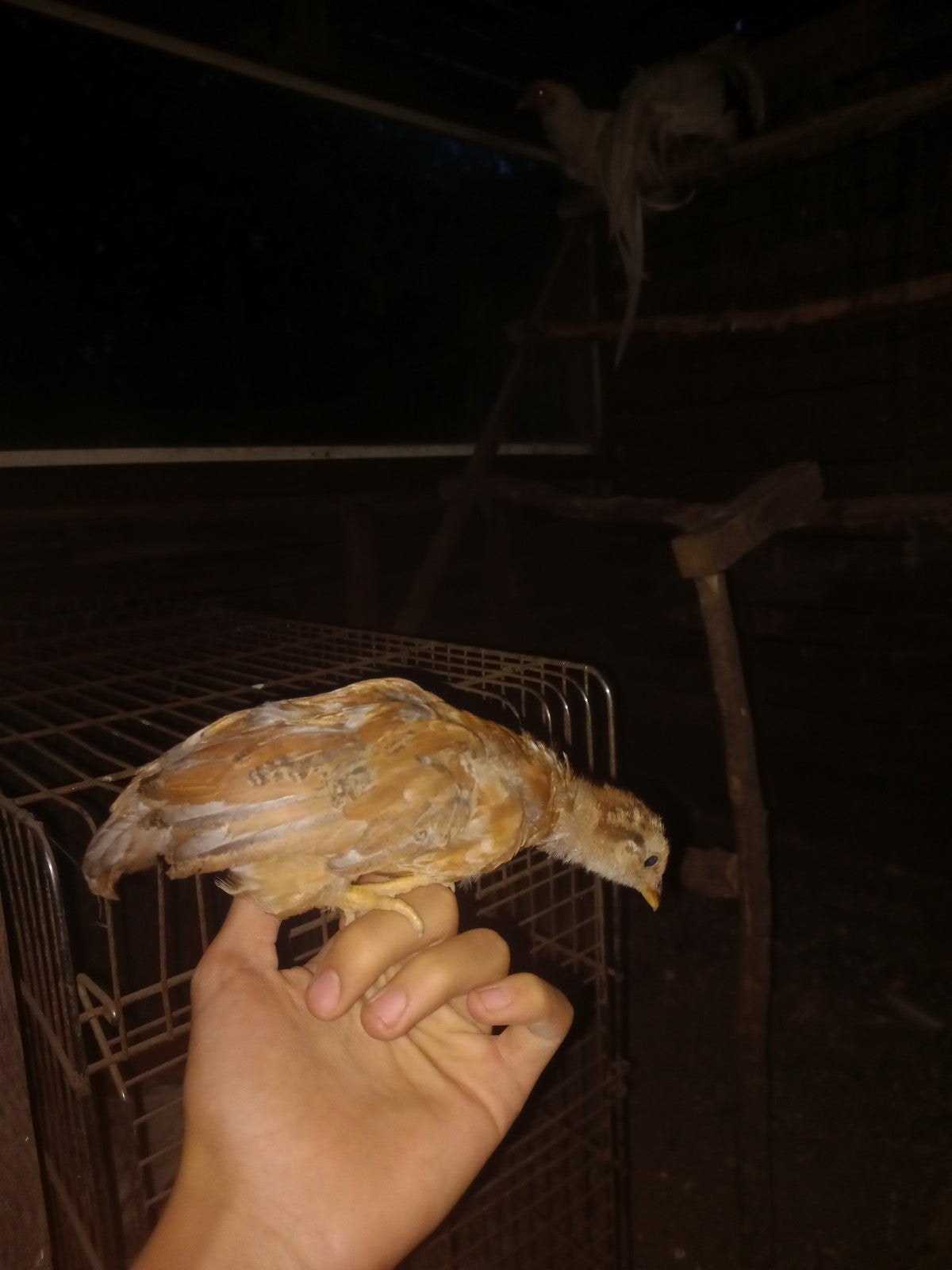 Poussins croisé yokohama, Sexe inconnu, Poule ou poulet