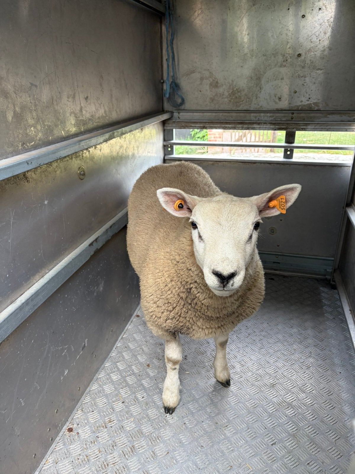 Bok, Mannelijk, Schaap, 0 tot 2 jaar