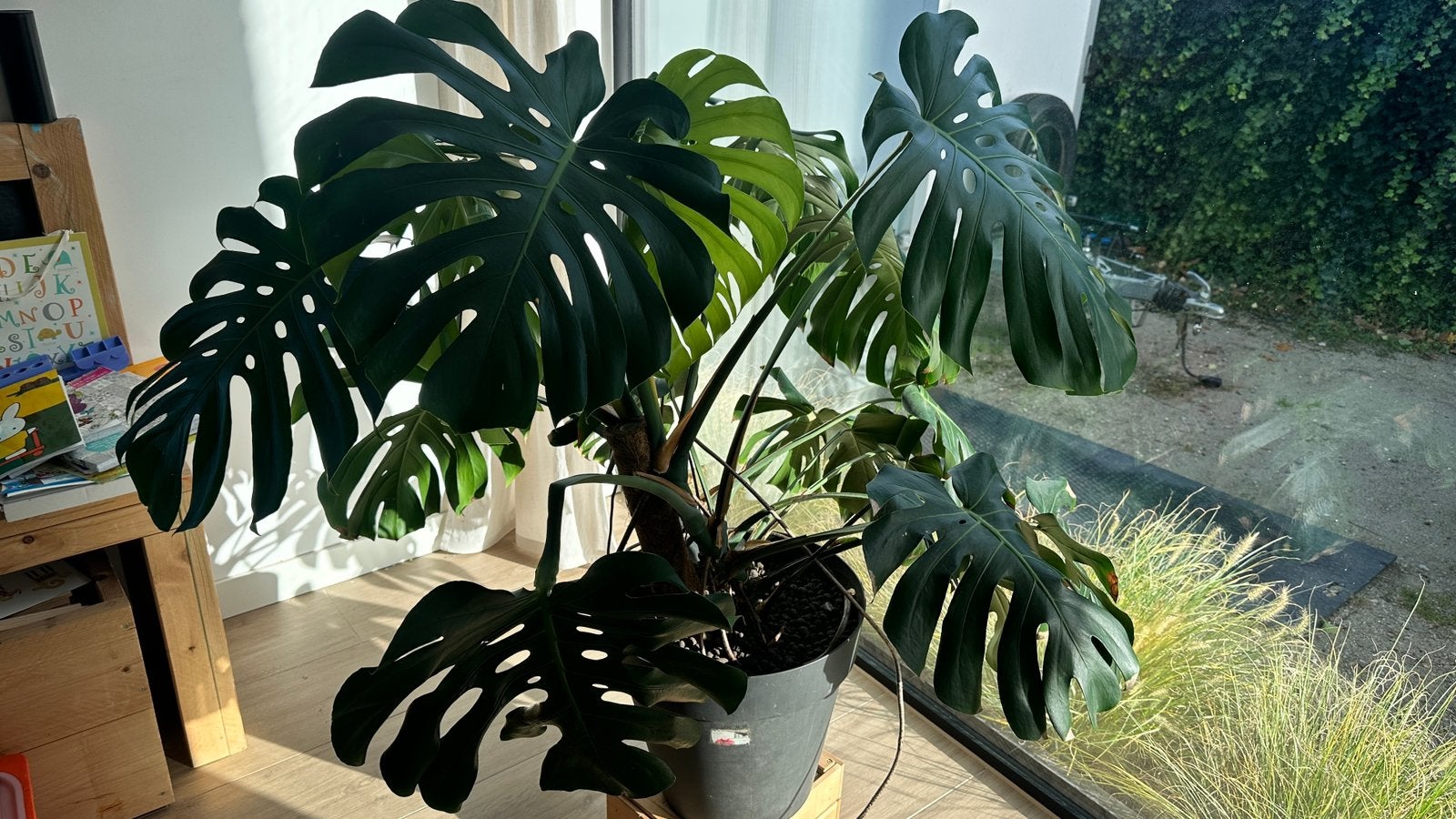 Monstera Deliciosa 120cm, Maison & Meubles, Autres espèces, En pot, Enlèvement, 100 à 150 cm