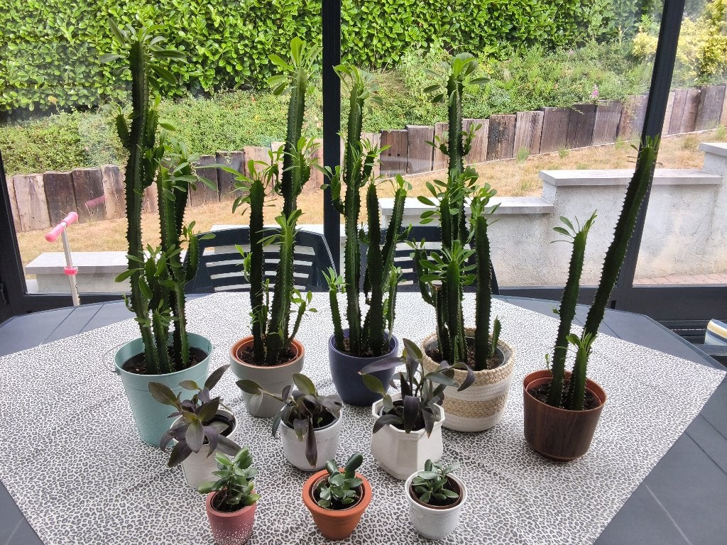 Plantes d’intérieur /euphorbe cactus /misère /arbre de Jade, Enlèvement, Autres espèces, En pot