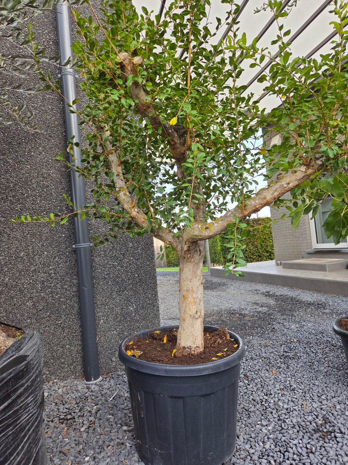 Punica Granatum - Granaatappel, Ophalen