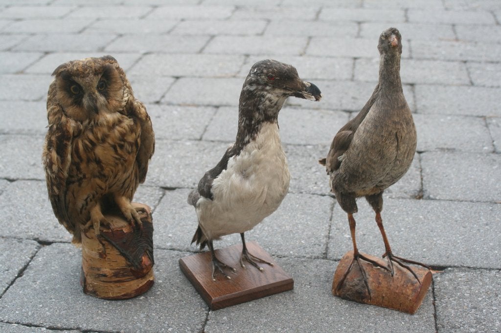 3 x oiseaux en peluche, chouette ancienne + oiseaux de mer, Enlèvement ou Envoi, Comme neuf, Oiseaux, Animal empaillé