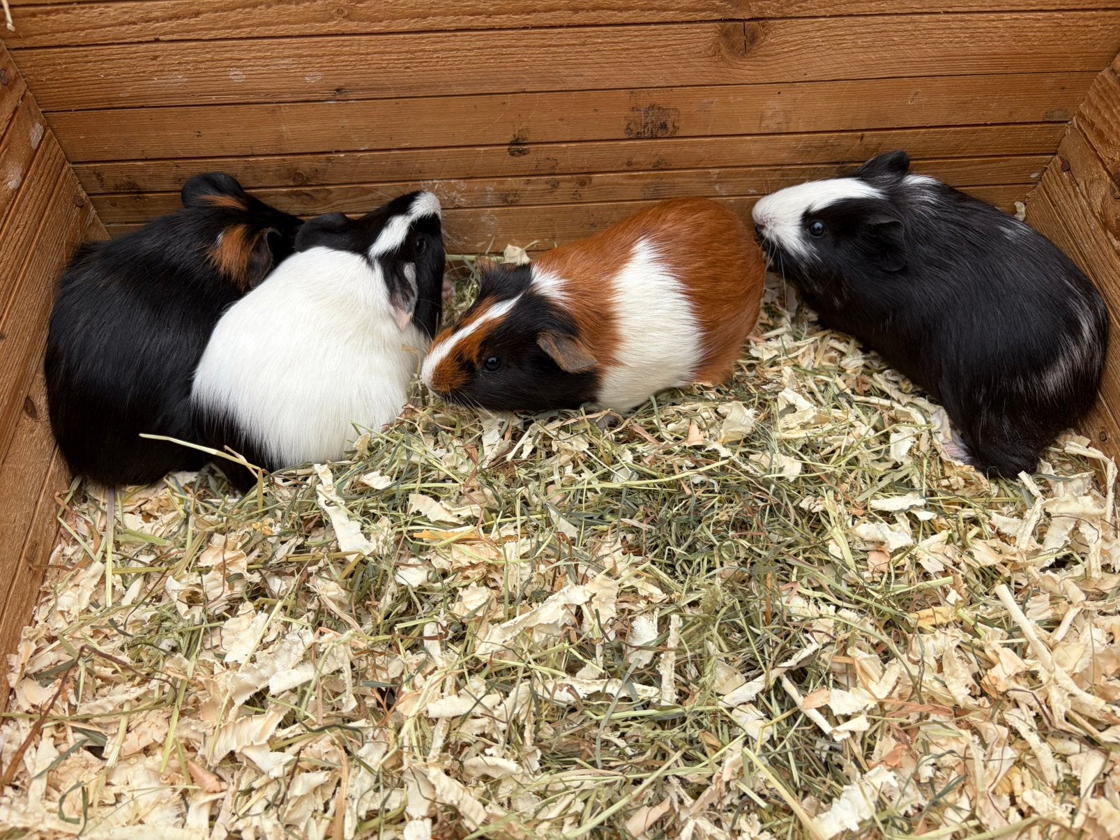 4 jonge cavia zeugjes/ vrouwtjes, Dieren en Toebehoren, April, Vrouwelijk, Cavia