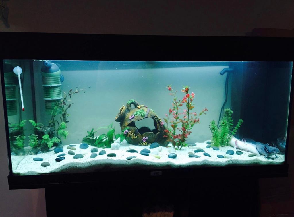 Aquarium Juwel Rio 180L complet avec meuble + accessoires, Enlèvement, Chauffage, Juwel, Meuble d'aquarium