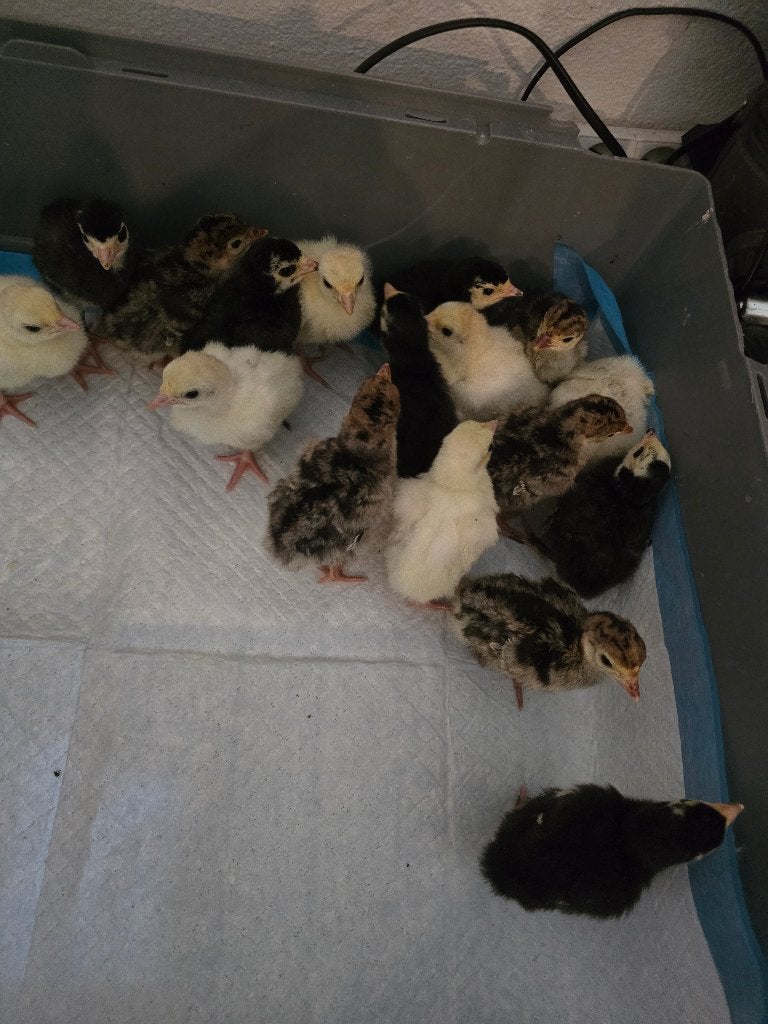 Kalkoen kuikens, Dieren en Toebehoren, Geslacht onbekend, Kalkoen