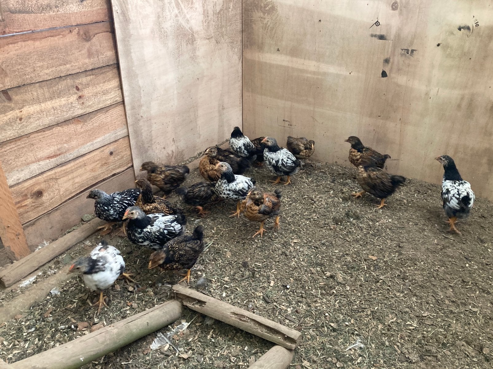 Kuikens Wyandotte kriel, Dieren en Toebehoren, Pluimvee, Kip