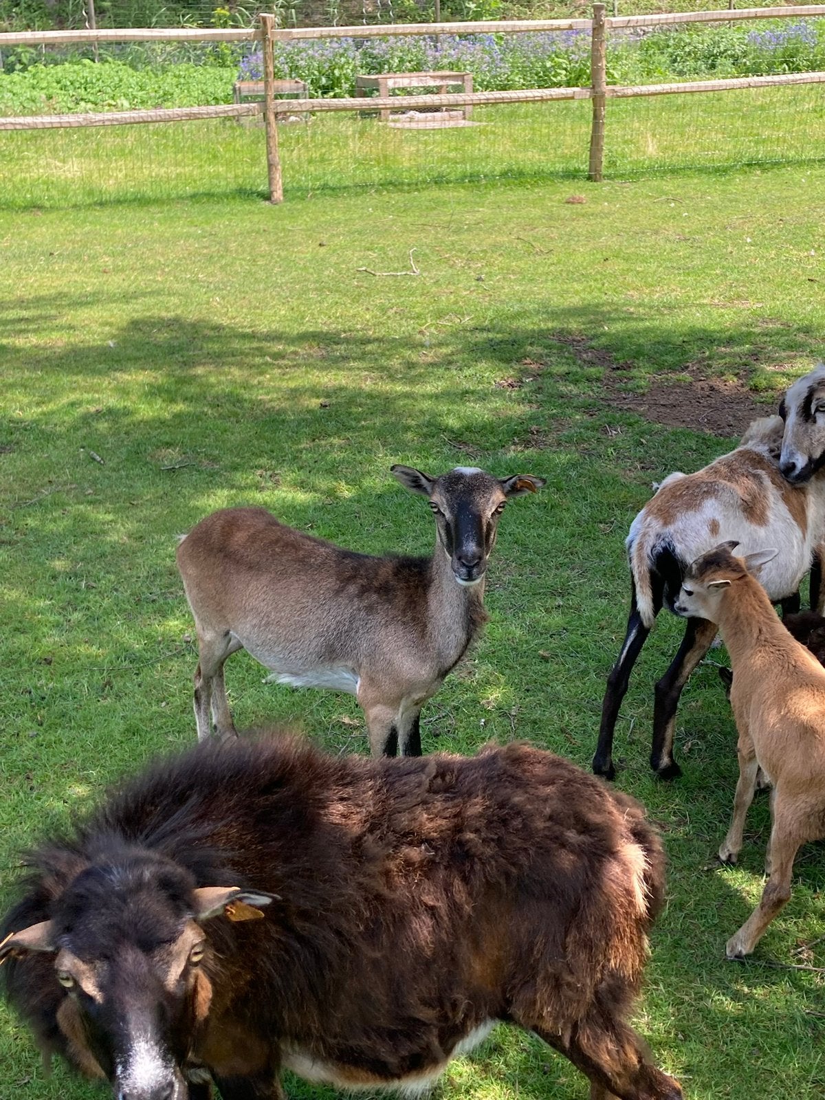 Ooi zelfruiend, Dieren en Toebehoren
