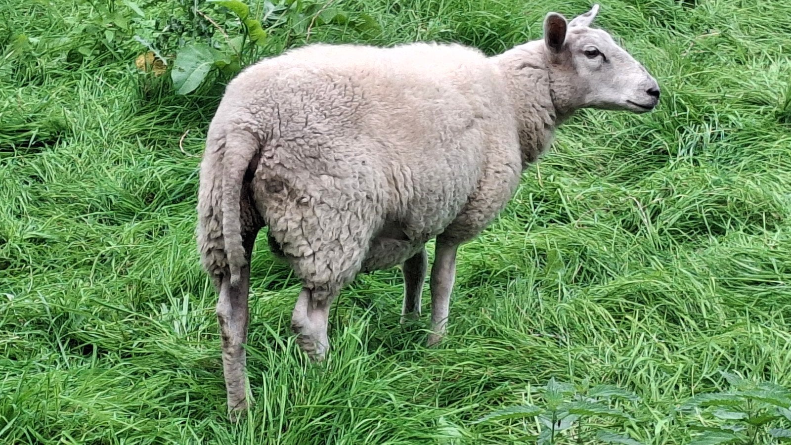 7 Lammeren, Dieren en Toebehoren