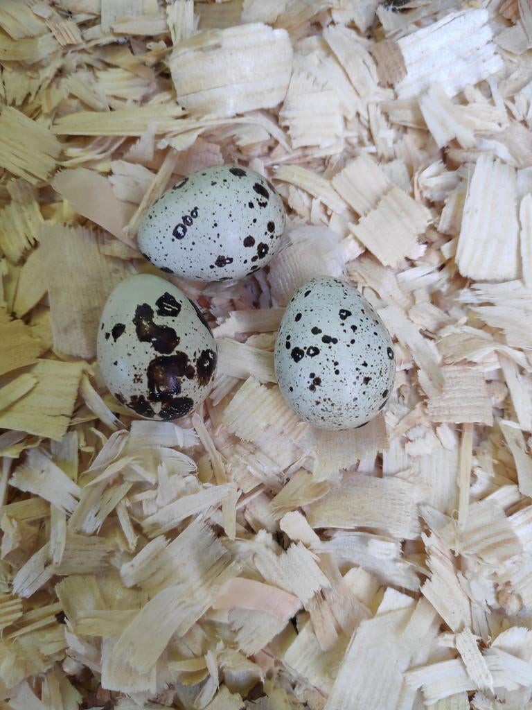 Japanse kwartel broedeieren, Dieren en Toebehoren