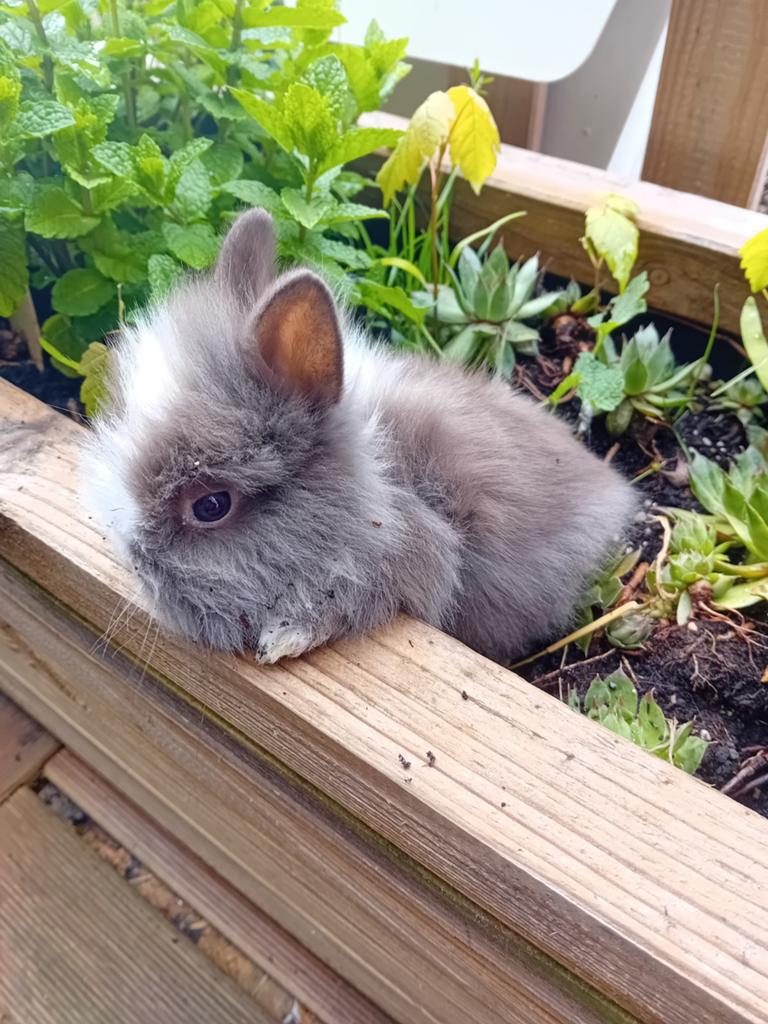 Prachtige vrouwelijke leeuwenkop en teddy dwergkonijntjes, Dieren en Toebehoren, Konijnen